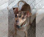 Otis - Male Rat-Cha Dog for Adoption - Small photo