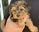 Puppy Puppy 1 Yorkshire Terrier