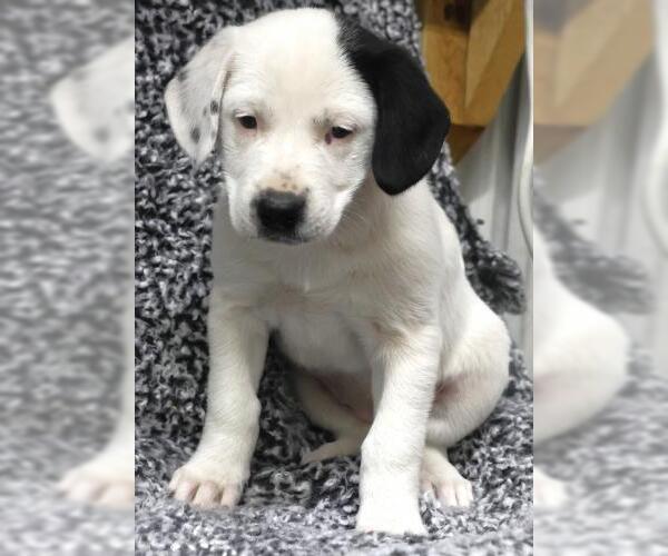 Medium Photo #1 Labrador Retriever-Unknown Mix Puppy For Sale in Thief River Falls, MN, USA