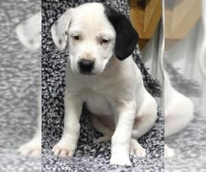 Labrador Retriever-Unknown Mix Dogs for adoption in Thief River Falls, MN, USA