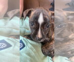 Small #1 Labrador Retriever Mix