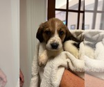 Screamer - Halloween Litter - Female Anatolian Shepherd-Unknown Mix Dog for Adoption - Small photo