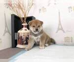 Small Photo #2 Shiba Inu Puppy For Sale in CHICAGO, IL, USA