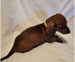Small #3 Dachshund