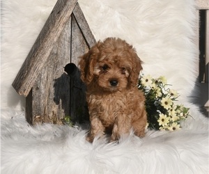 Cavapoo Puppy for sale in MILLERSBURG, OH, USA
