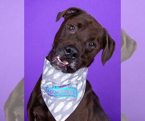 Labrottie Dogs for adoption in Salt Lake City, UT, USA