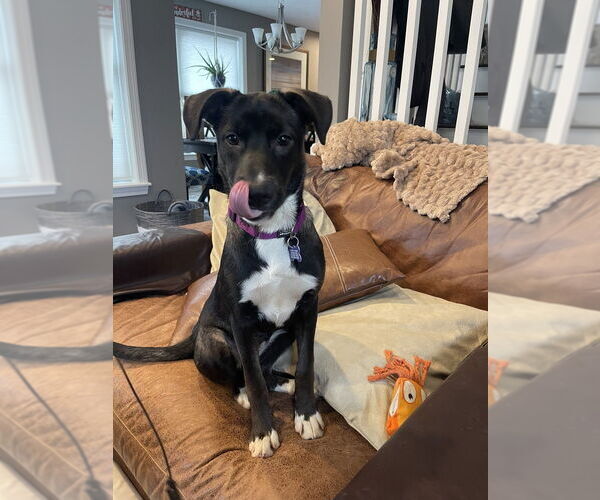 Medium Photo #7 Mutt Puppy For Sale in Oak Bluffs, MA, USA