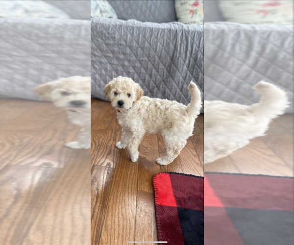 Medium Photo #5 Goldendoodle Puppy For Sale in MILLVILLE, NJ, USA