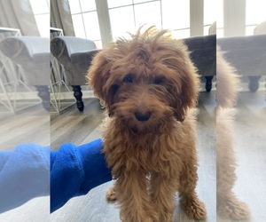 Goldendoodle (Miniature) Puppy for sale in JOLIET, IL, USA