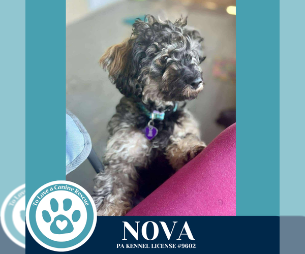 Medium Photo #3 Poodle (Miniature)-Unknown Mix Puppy For Sale in Kimberton, PA, USA