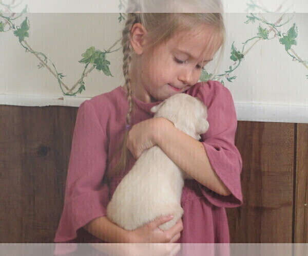 Medium Photo #9 English Cream Golden Retriever Puppy For Sale in COLUMBIANA, OH, USA