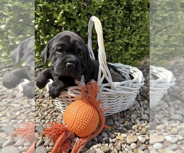 Medium Photo #4 Cocker-Pei Puppy For Sale in MIDDLEBURY, IN, USA