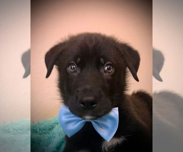 Medium Photo #1 Huskies -Unknown Mix Puppy For Sale in Hillsboro, MO, USA