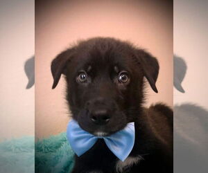 Huskies -Unknown Mix Dogs for adoption in Hillsboro, MO, USA