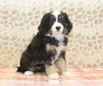 Small #3 Miniature Bernedoodle