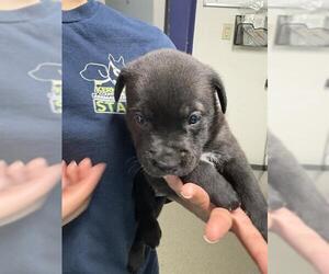 Mutt Dogs for adoption in Bakersfield, CA, USA