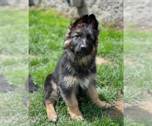 German Shepherd Dog Puppy for sale in SALEM, OR, USA