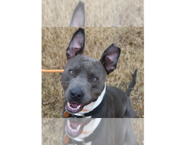 Medium Photo #2 Mutt Puppy For Sale in Abbeville, LA, USA