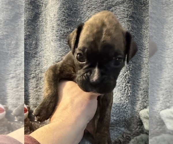 Medium Photo #13 Boxer Puppy For Sale in LANSING, MI, USA