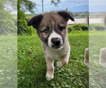 Small #2 Huskies -Jack Russell Terrier Mix