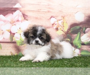 Zuchon Puppy for sale in MARIETTA, GA, USA