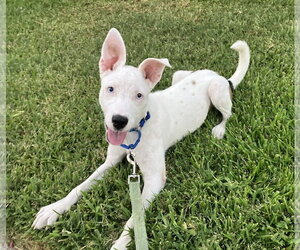 Mutt Dogs for adoption in Davis, CA, USA