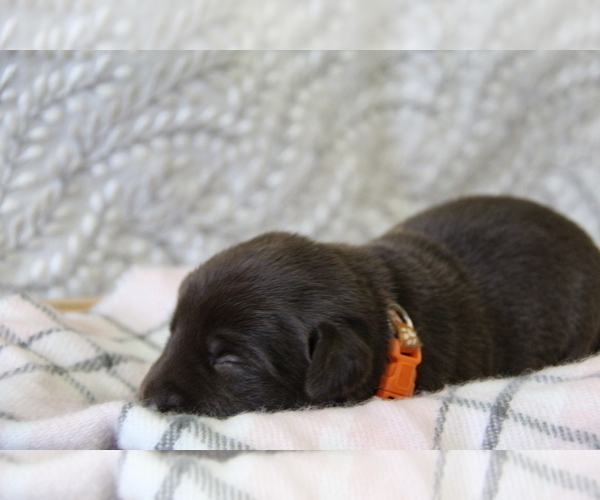 Medium Photo #5 Labrador Retriever Puppy For Sale in HYDE PARK, VT, USA