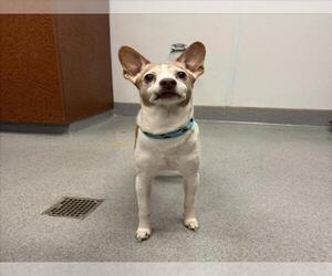 Rat-Cha Dogs for adoption in Rancho Cucamonga, CA, USA