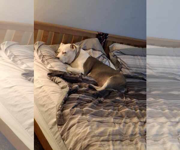 Medium Photo #6 American Pit Bull Terrier Puppy For Sale in Cape May, NJ, USA