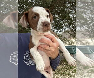 Mutt Dogs for adoption in Oak Bluffs, MA, USA