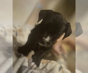 Labrador Retriever-Unknown Mix Dogs for adoption in The Woodlands, TX, USA