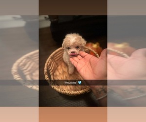 Poodle (Toy) Puppy for sale in PLAINFIELD, IL, USA