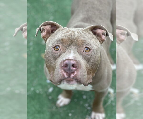 Medium Photo #2 American Pit Bull Terrier Puppy For Sale in Evansville, IN, USA
