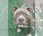 Small #1 American Pit Bull Terrier