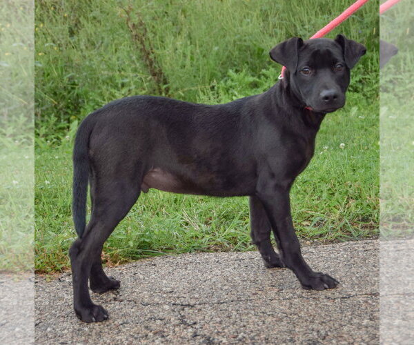 Medium Photo #2 Boxer-Unknown Mix Puppy For Sale in Huntley, IL, USA