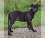 Small #1 Boxer Mix