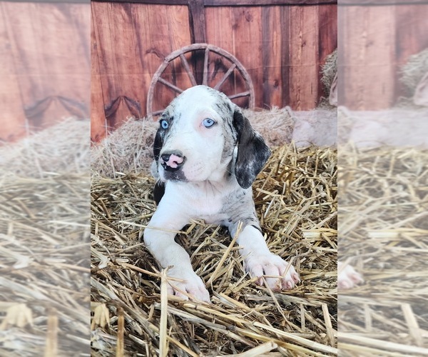 Medium Photo #14 Catahoula Leopard Dog Puppy For Sale in CUMBY, TX, USA