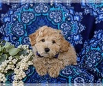 Small Photo #6 Bichpoo Puppy For Sale in CHRISTIANA, PA, USA