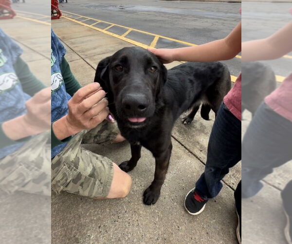 Medium Photo #5 Shepradors Puppy For Sale in Thomasville, NC, USA