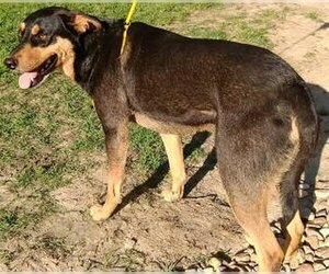 Callan - Male Doberman Pinscher-Unknown Mix Dog for Adoption - Photo #4