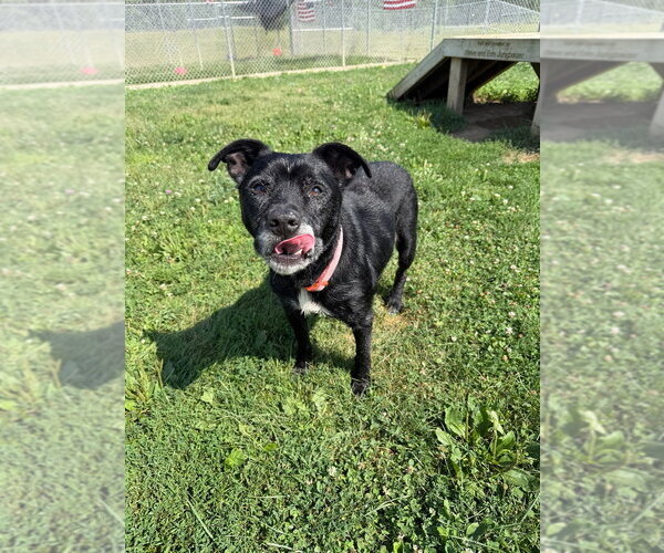 Medium Photo #2 Affenpinscher Puppy For Sale in Pierceton , IN, USA