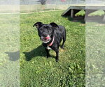 Small #1 Affenpinscher