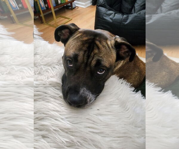 Medium Photo #22 Boxer-Unknown Mix Puppy For Sale in Holly Springs, NC, USA