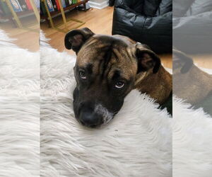 Kobe - Male Boxer-Unknown Mix Dog for Adoption - Photo #22