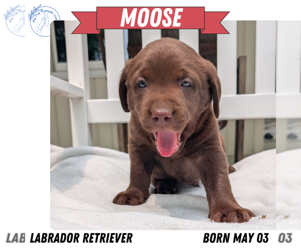 Medium Photo #70 Labrador Retriever Puppy For Sale in GOSHEN, IN, USA