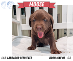 Small #10 Labrador Retriever