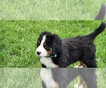 Small #25 Bernese Mountain Dog
