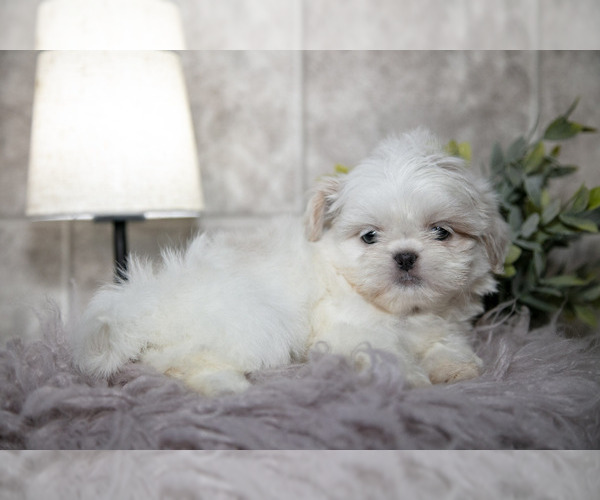 Medium Photo #1 Shih Tzu Puppy For Sale in CLARE, MI, USA