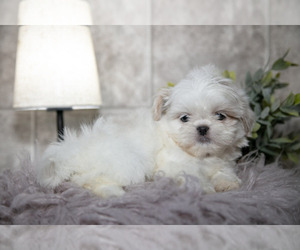 Medium Shih Tzu