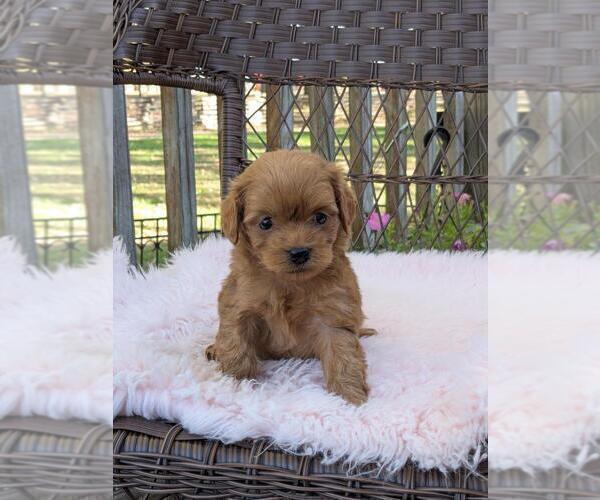 Medium Photo #9 Cock-A-Poo-Poodle (Miniature) Mix Puppy For Sale in SALEM, MO, USA